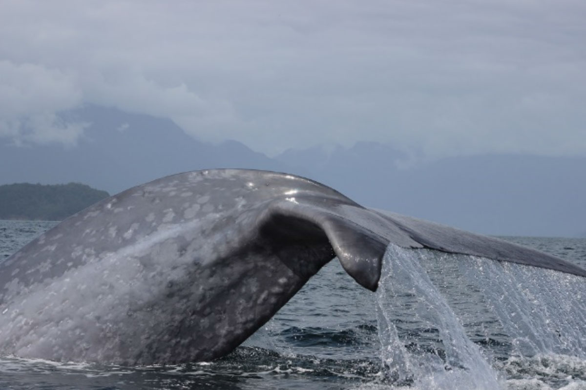 ¿Sabías que las ballenas azules de la Patagonia chilena “hablan” su propio dialecto?