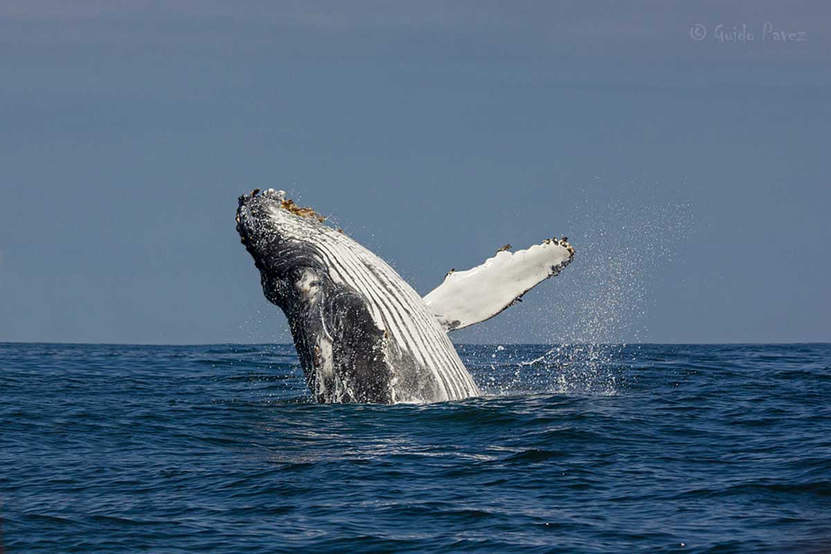 ¿Sabías que las ballenas tienen estrategias para cazar el Krill?