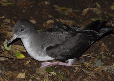 Ardenna creatopus - Fardela blanca (10)