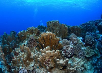 Corales duros o pétreos (escleractinios) de Rapa Nui