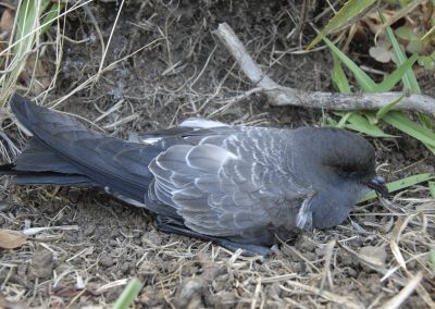 Fregetta grallaria - Golondrina de mar de vientre blanco (3)