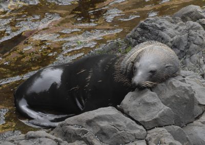 Lobo marino de JF (10)