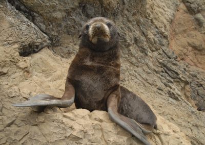 Lobo marino de JF (26)