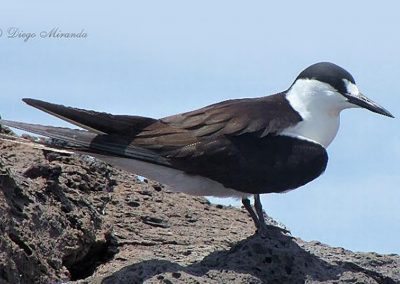 Manutara - Gaviotín Apizarrado - Diego Miranda - Aves de Chile - Isla Sala y Gómez