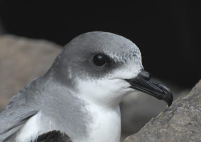 Pterodroma defilippiana - Fardela blanca de masatierra (2)