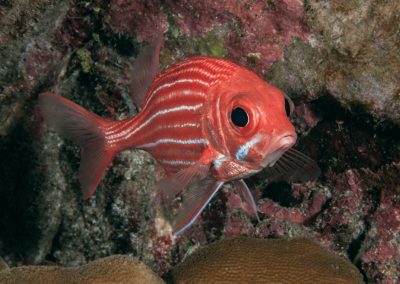 Rapa-Nui-4-Eduardo-Sorensen-Oceana-Chile