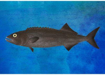 Ruvetus pretiosus Oilfish