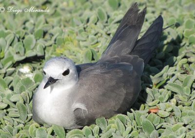 Tavi - Golondrina de mar - Diego Miranda - Aves de Chile - Isla Sala y Gómez