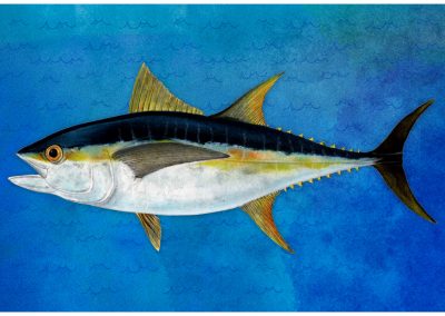 Thunnus albacares Atun aleta amarilla