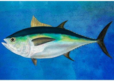 Thunnus obesus Atún ojo grande